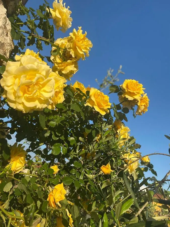 Bed & Breakfast B&B Fior Di Toscana Serravalle Pistoiese